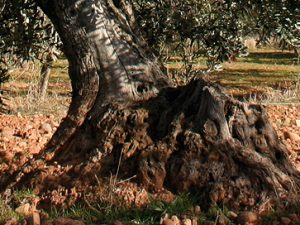 aceite de oliva de olivos centenarios