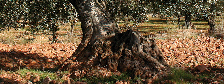 aceite de oliva de olivos centenarios