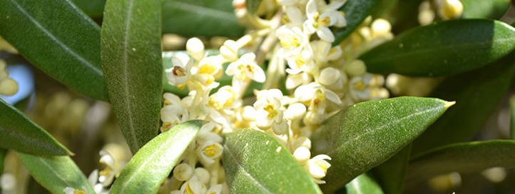 Aceite de oliva monovarietal