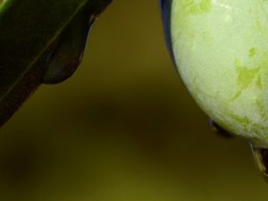 Defectos en el aceite de oliva