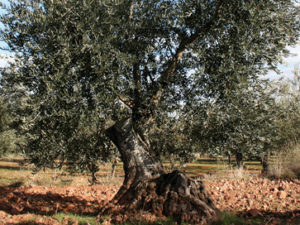 Cuidado de un olivo