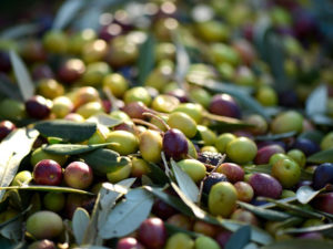 Proceso de elaboración aceitunas de mesa