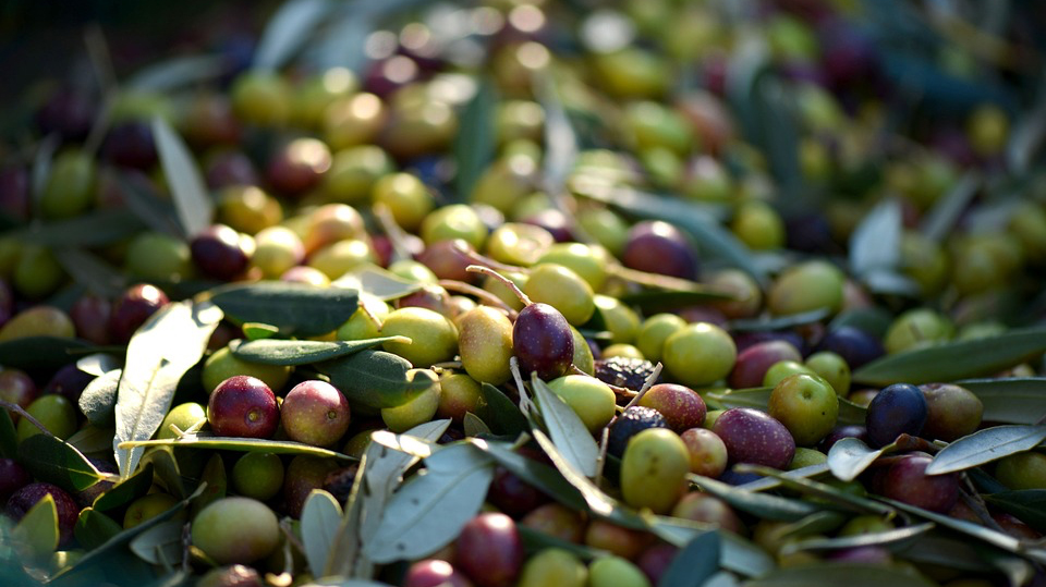 Proceso de elaboración aceitunas de mesa