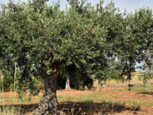 Cuidados-de-un-olivo