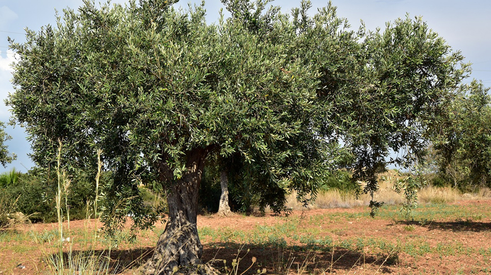 Cuidados de un olivo