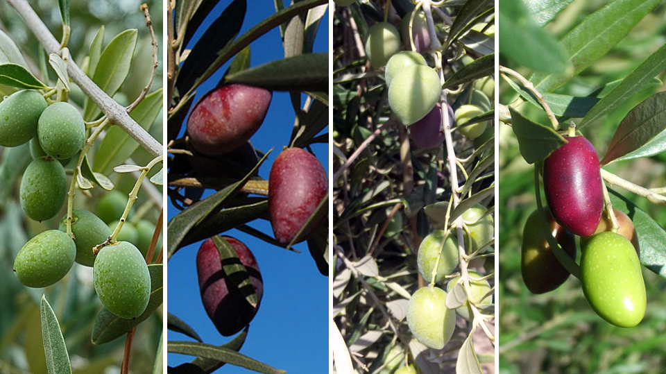 Variedades de aceite de oliva