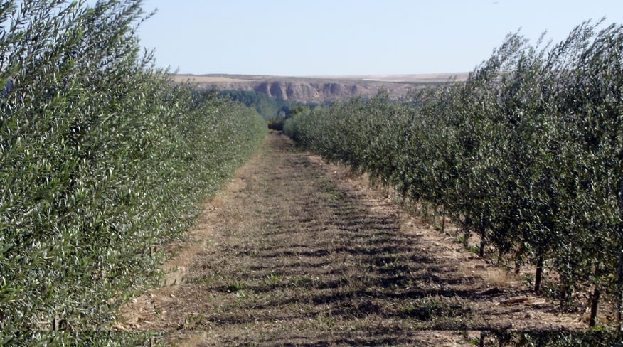 Ölpresse Hacienda Ortigosa